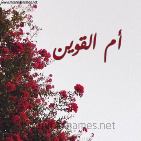 شكل 18 صوره الورد الأحمر للإسم بخط رقعة صورة اسم أم القوين AM-ALQOIN